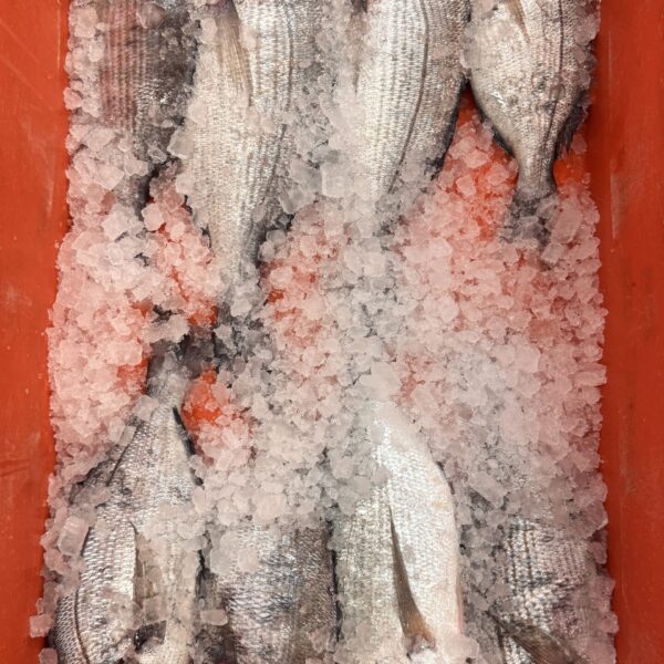 Black Bream