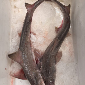 Dogfish / Smooth Hound