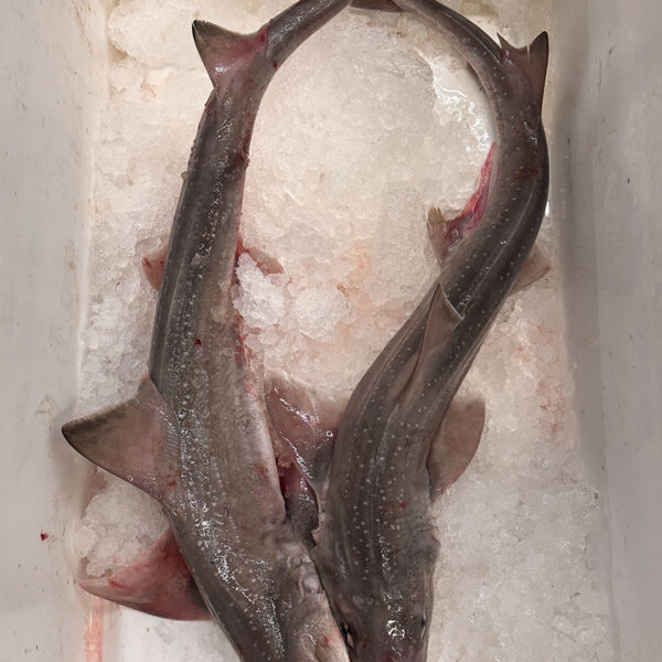 Dogfish / Smooth Hound