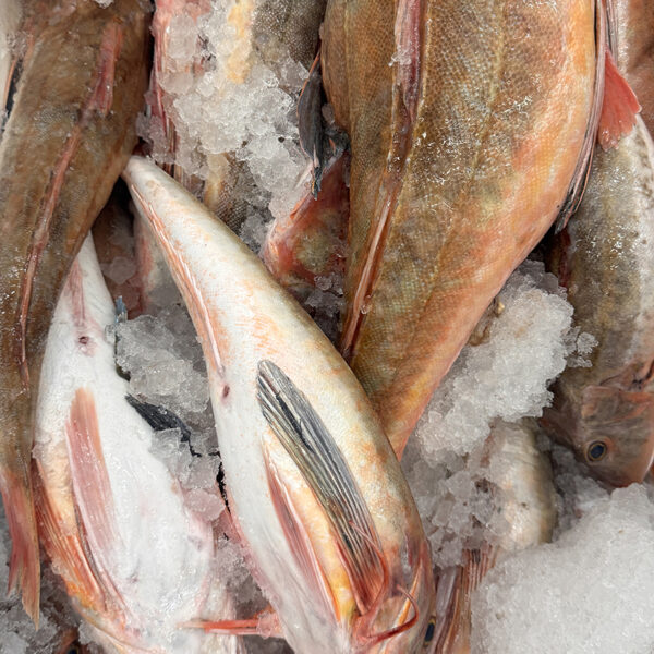 Gurnard