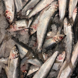 Herring