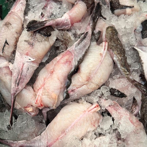 Monkfish