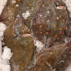 Plaice