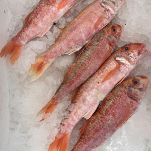 Red Mullet