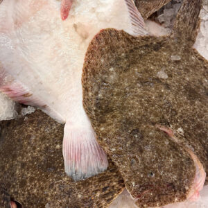 Turbot